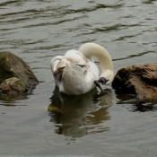 Photo de Cygne