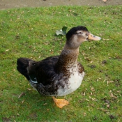 Photo de Canard