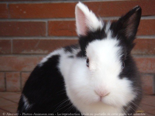 Photo de Lapin