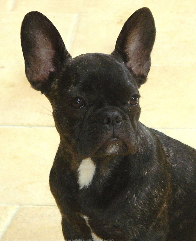 Photo de Bouledogue franais