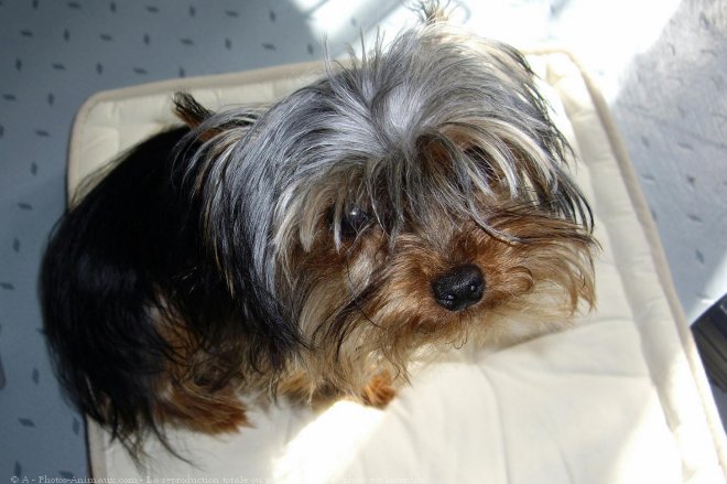 Photo de Yorkshire terrier