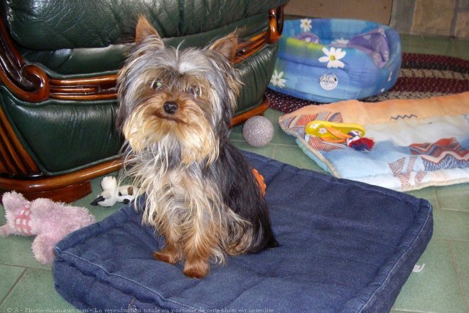 Photo de Yorkshire terrier