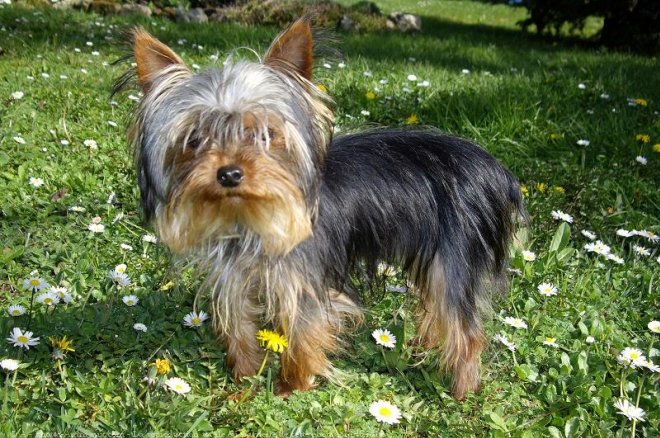 Photo de Yorkshire terrier