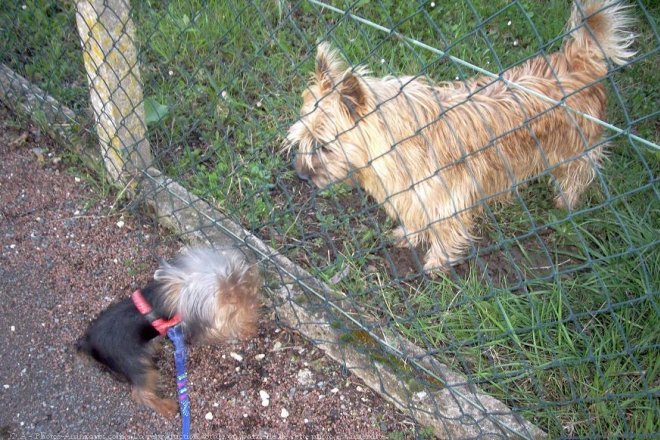 Photo de Yorkshire terrier