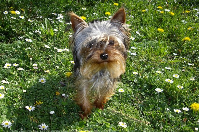 Photo de Yorkshire terrier