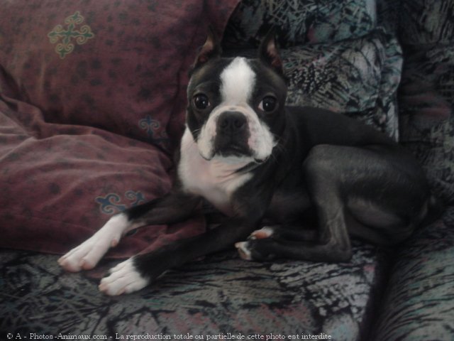 Photo de Boston terrier