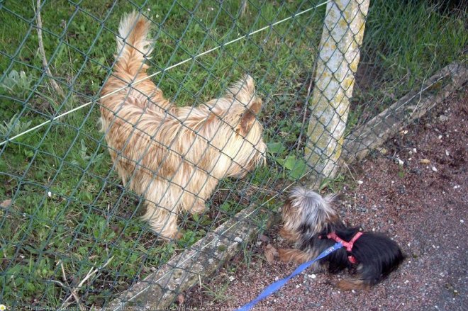 Photo de Yorkshire terrier