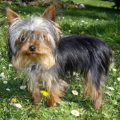 Photo de Yorkshire terrier