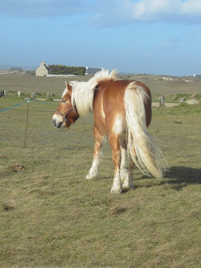 Photo de Haflinger