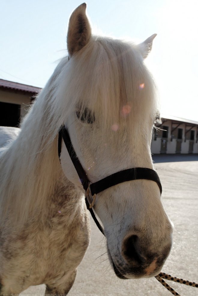 Photo de Camargue