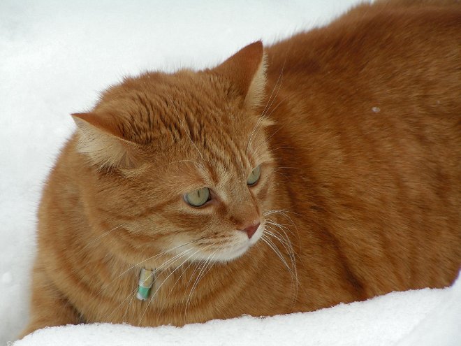 Photo de Chat domestique