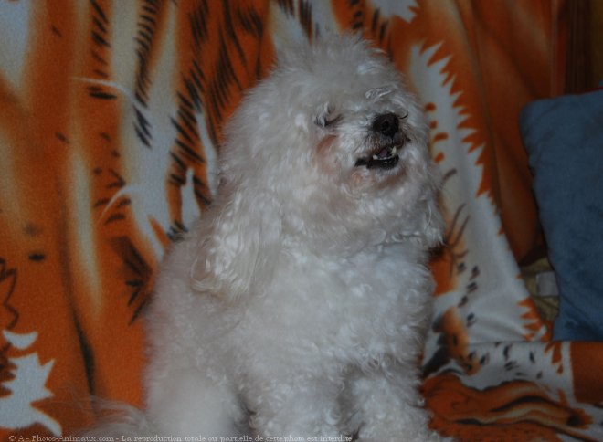 Photo de Bichon maltais