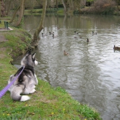 Photo de Husky siberien