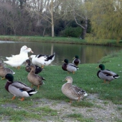 Photo de Canard