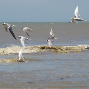 Photo de Mouette