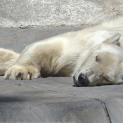 Photo d'Ours