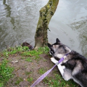 Photo de Husky siberien