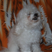 Photo de Bichon maltais