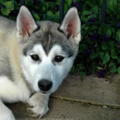 Photo de Husky siberien