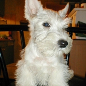 Photo de Scottish terrier