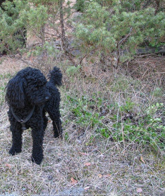 Photo de Caniche moyen