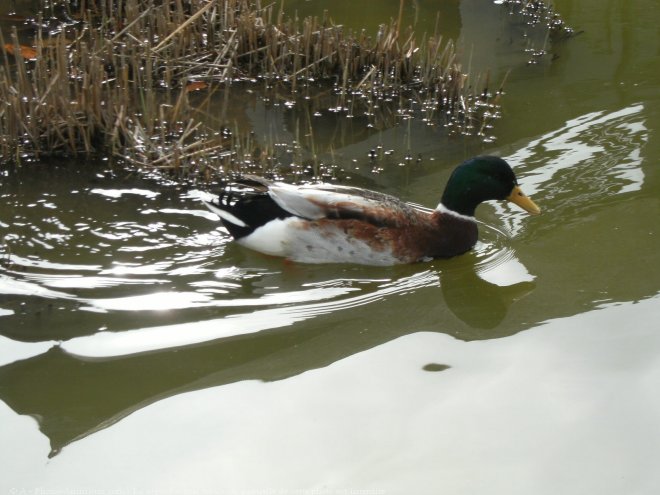 Photo de Canard colvert