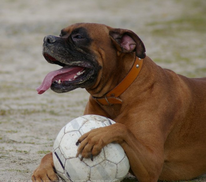 Photo de Boxer