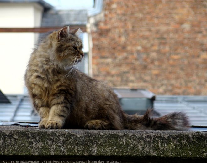 Photo de Chat domestique