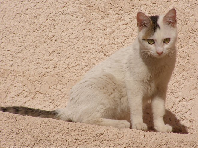 Photo de Chat domestique