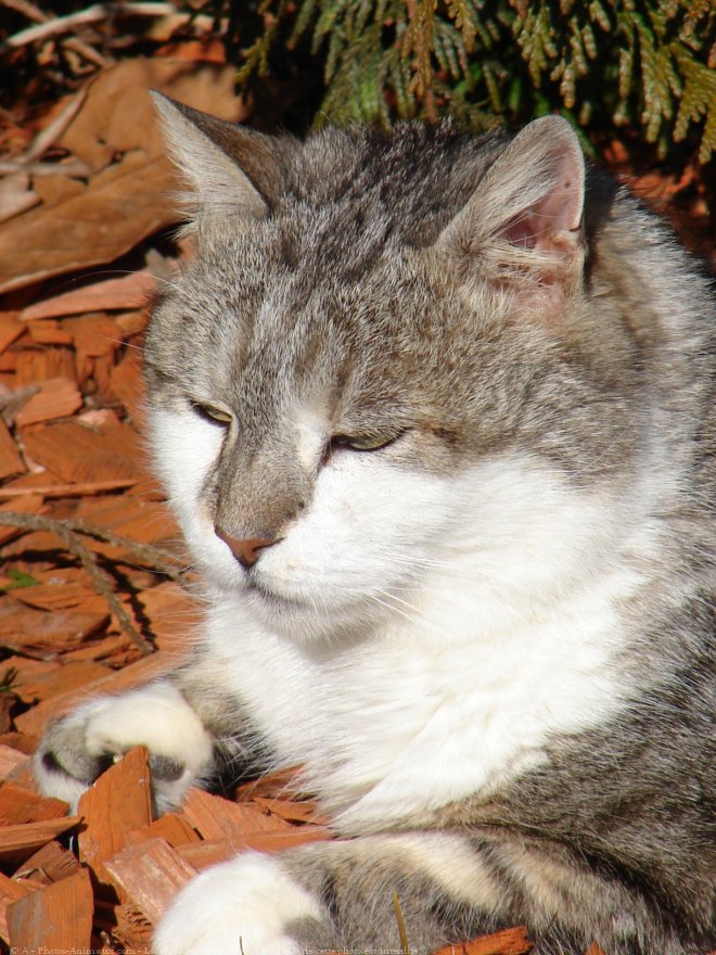 Photo de Chat domestique