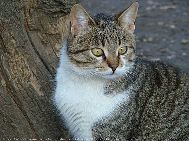 Photo de Chat domestique