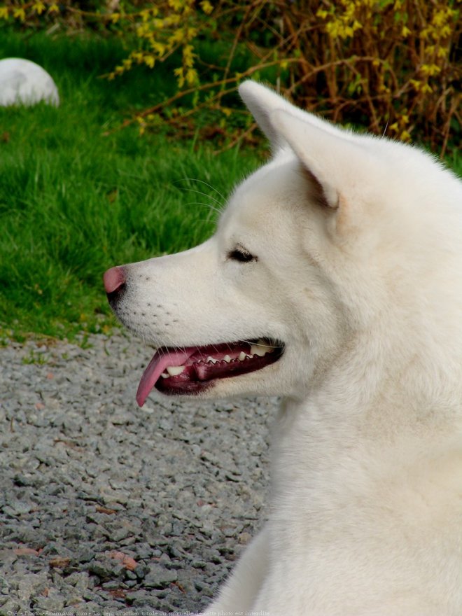 Photo d'Akita inu