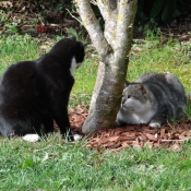 Photo de Chat domestique