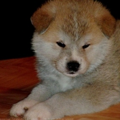 Photo d'Akita inu