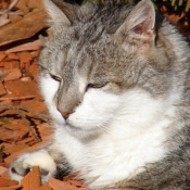 Photo de Chat domestique