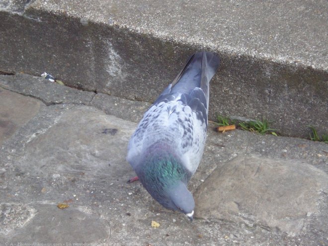 Photo de Pigeon