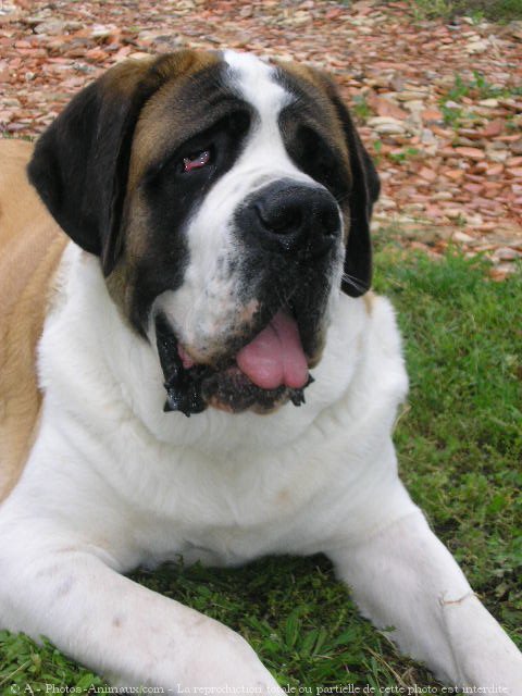 Photo de Saint-bernard poil long