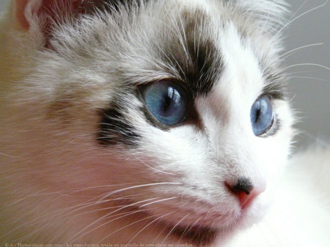 Photo de Ragdoll