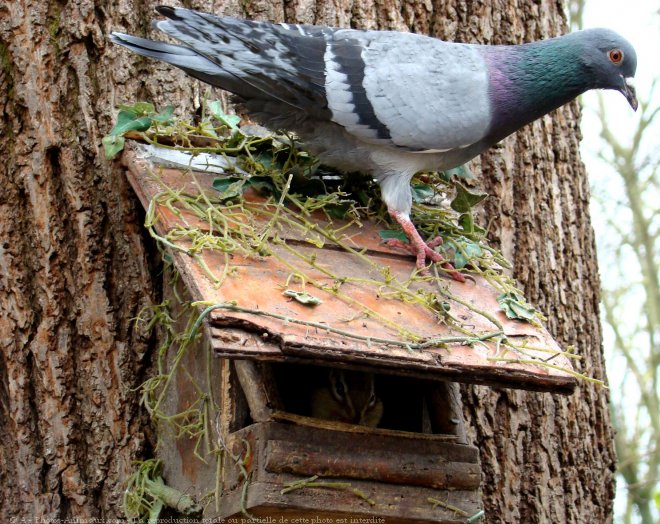 Photo de Pigeon