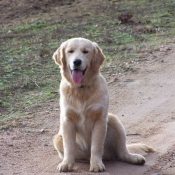 Photo de Golden retriever