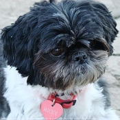 Photo de Shih tzu