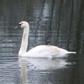 Photo de Cygne