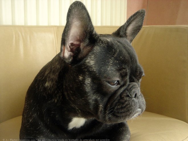 Photo de Bouledogue franais