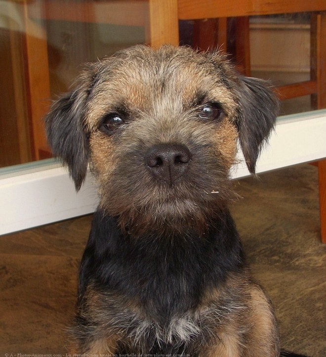 Photo de Border terrier