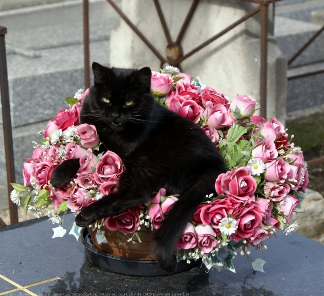 Photo de Chat domestique