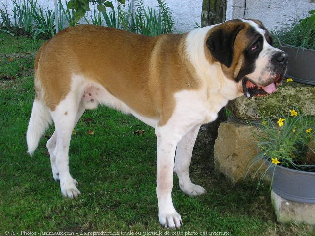 Photo de Saint-bernard poil long