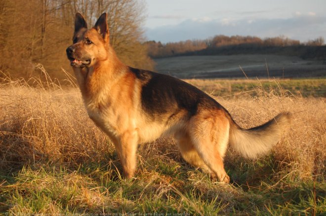 Photo de Berger allemand  poil court