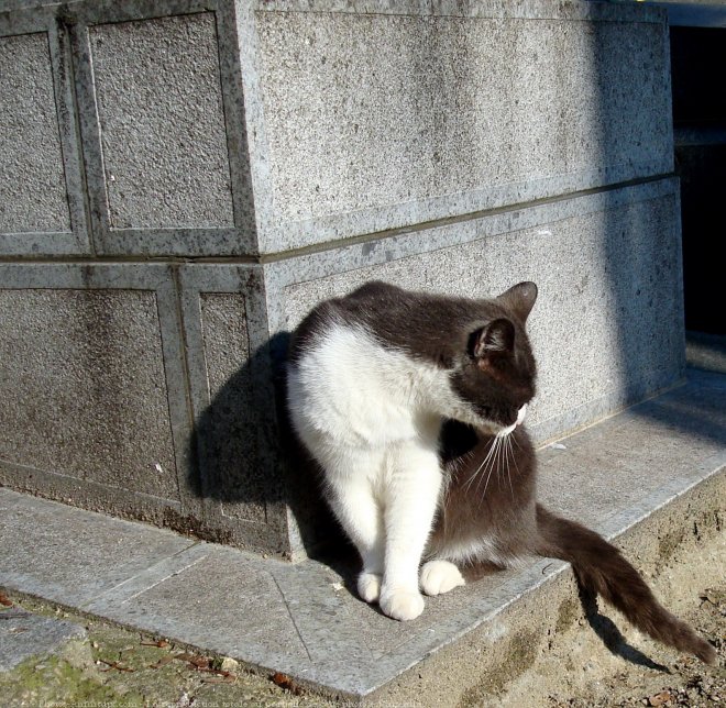 Photo de Chat domestique