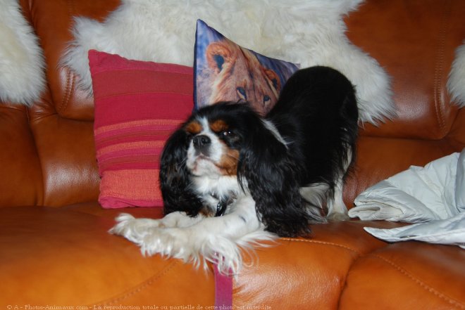 Photo de Cavalier king charles spaniel