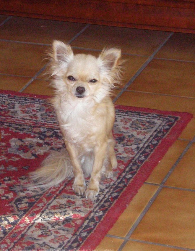 Photo de Chihuahua  poil long